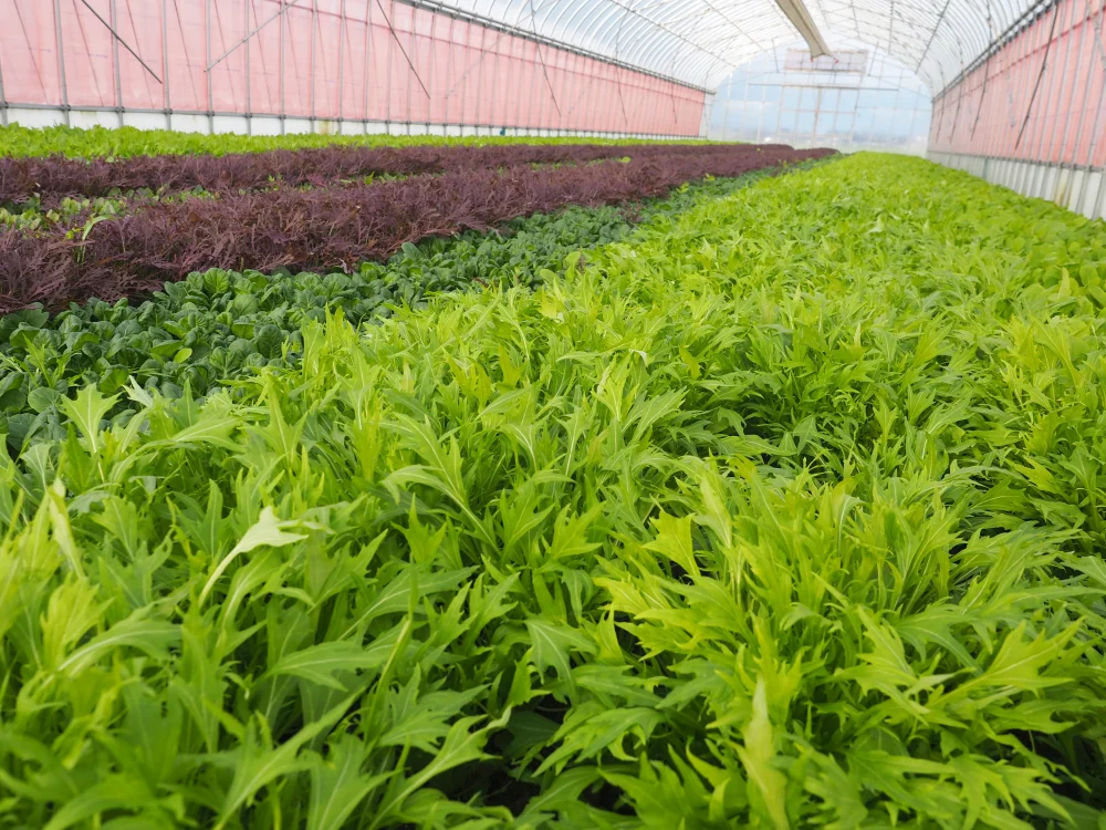 【福井県産】プロ用ベビーリーフ【お得な定期便】
