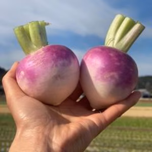 生もおすすめ！！‘‘とっておき‘‘絹ゆかりかぶ14玉！