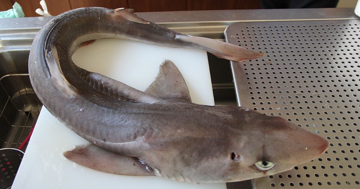 サメの刺身はトロに匹敵 は本当 漁師直送のサメをプロが本気で料理してみた 農家漁師から産地直送の通販 ポケットマルシェ