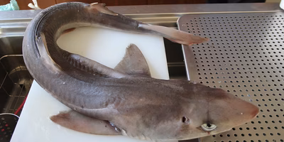 「サメの刺身はトロに匹敵」は本当？漁師直送のサメをプロが本気で料理してみた