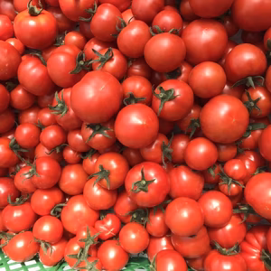 メトリのフルティカ