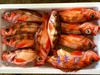 ［お買い得］釣りたて‼️ウスメバルBOX［沖メバル］鮮魚　『高級魚』