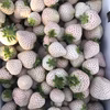 【500gから】完熟冷凍白いちご　ヘタなし