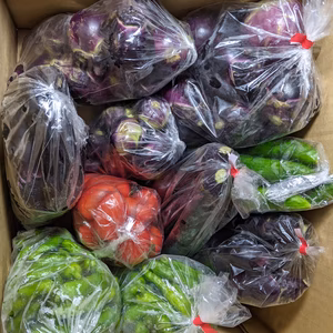 ナス、キュウリ、シシトウ、ミニトマト