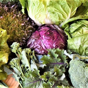 採れたて！個性豊かなサラダ野菜と特製ドレッシングの詰め合わせ