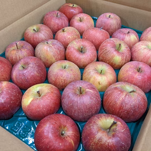 ●サンふじ 規格外小玉・丸かじりサイズ！ 新聞梱包【年内発送分】