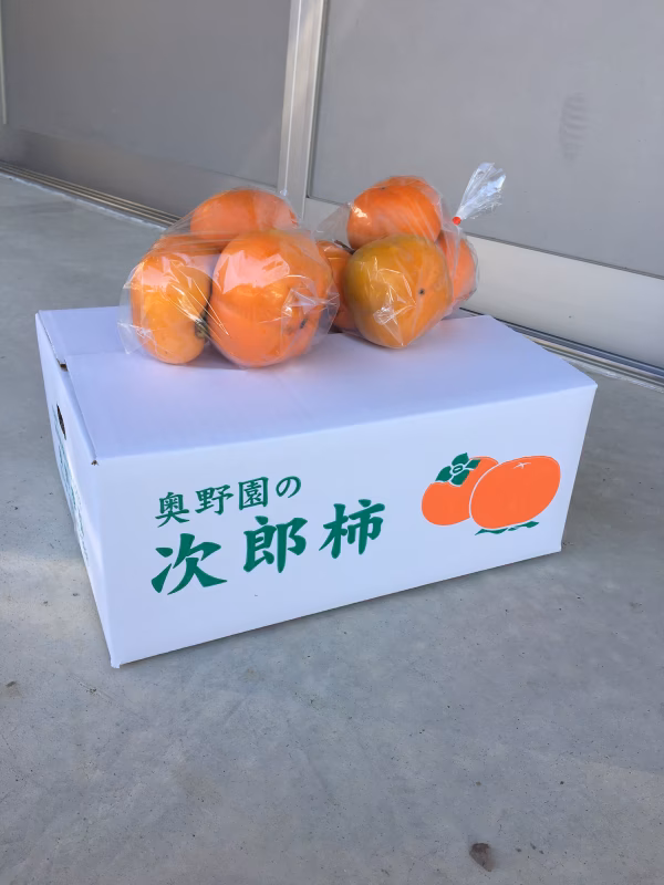 太陽の恵燦々と、種無し次郎柿