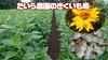 菊芋パウダー