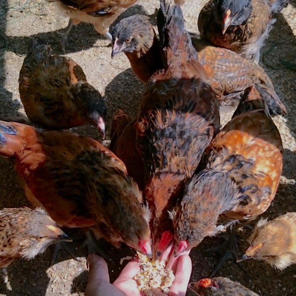 アローカナも烏骨鶏も 4色の卵セットを買ってみた 農家漁師から産地直送の通販 ポケットマルシェ