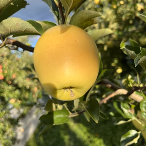 お試し❗️シナノゴールド6個入り