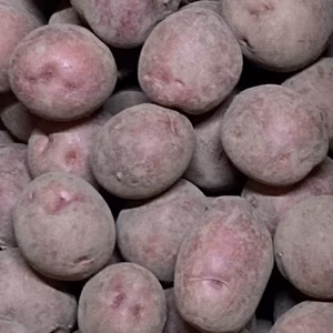 訳ありアンデスジャガイモ10kg 桜島の大自然 無農薬 有機肥料 除草剤不使用