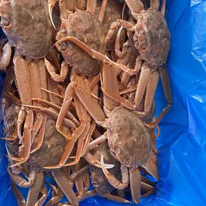 話題のオオズワイガニ　セコガニ（メス）20〜25匹