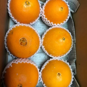 濃姫～ネーブルオレンジ（約3㎏６玉)