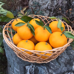 農薬・化学肥料不使用・夏みかん(3kg)収穫→即発送 酸味がありキリっとした味！