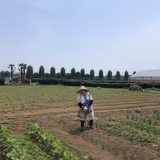 神田秀一 | 時子ちゃんの元気野菜