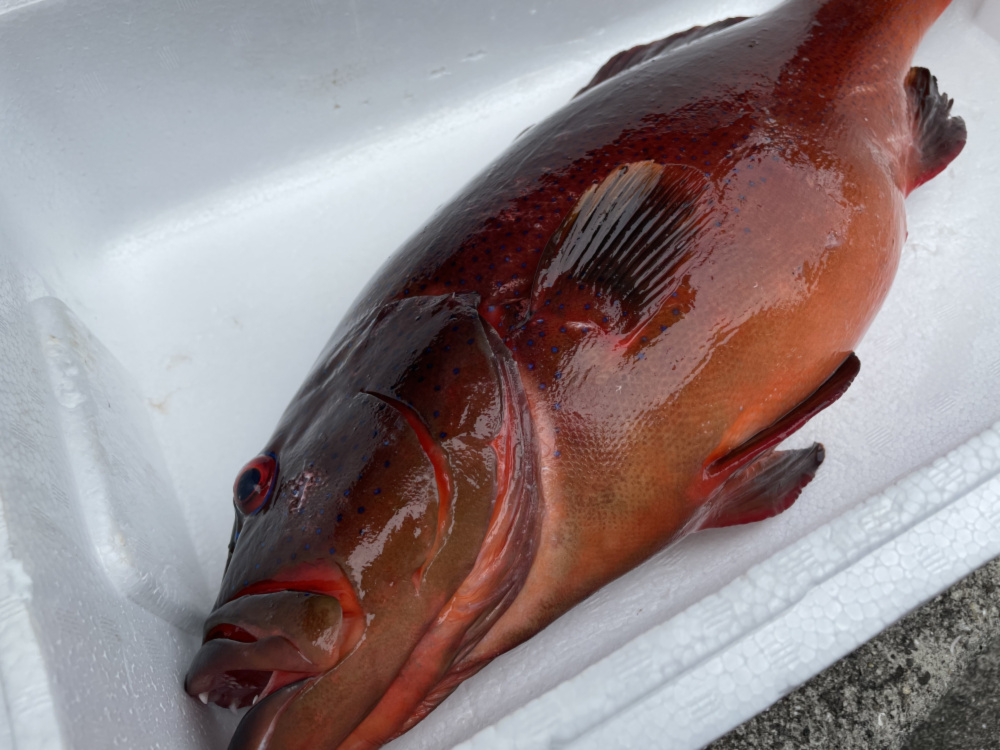 【魚突き】【捕獲動画あり】スジアラ（アカジン）2.7kg 鱗、内臓処理済