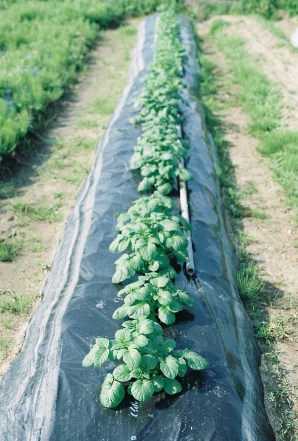 convivial farm toki