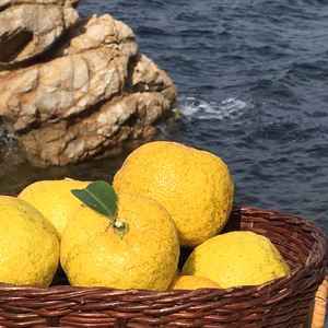 もぎたて！完熟木なりゆず同梱品のみ、傷だらけですが５００⒢~同梱希望も承ります