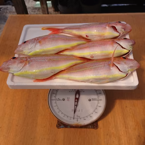 相模湾産天然イトヨリダイ。中サイズ。