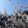 青梅（鶯宿）M～２Lサイズ混合(梅酒、梅ジュースなど)