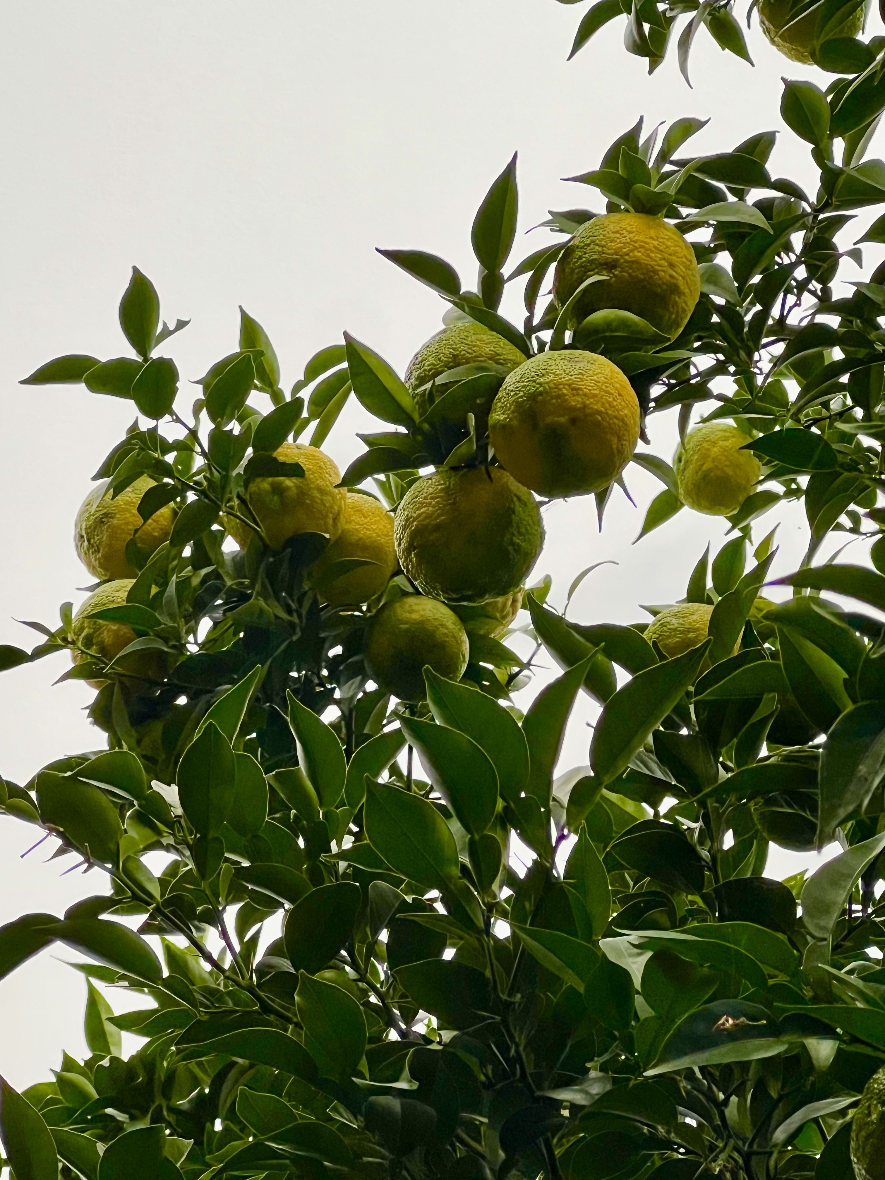 除草剤なし無肥料無農薬、自然農法の実生本柚子❗｜香酸柑橘類（ゆず