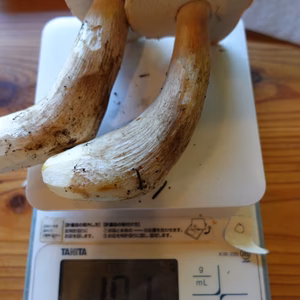 高級■ニセコ産■天然■生ポルチーニ茸
