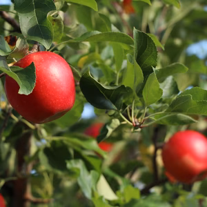 りんご 丸かじりサイズのお手軽りんご シナノピッコロ