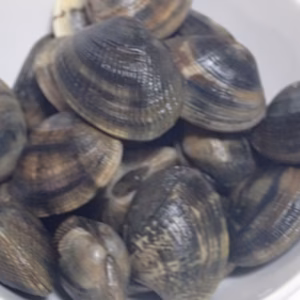 【期間限定：生まれも育ちも松島産：活あさり】