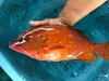 超レアサイズ超特大アカハタ　１匹で1.5k(刺し網もの)