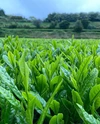 令和5年度　新茶　さえみどり　