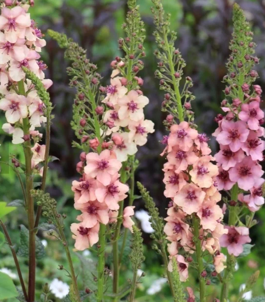 新生活に､植物を育てる喜びを???? 鉢植えのお花 のたしなみ | 農家漁師から産地直送の通販 ポケットマルシェ