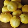 [いわぎ島]レモン 減農薬 ワックス不使用‼　皮まで丸ごと使える(^^♪　