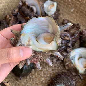 アワビ、サザエ、伊勢海老、トコブシ、ドリームセット