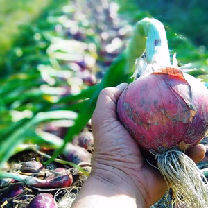 戸島農園NSオリジナルブランド玉ねぎ【ロゼリア玉ねぎ】お試しセット