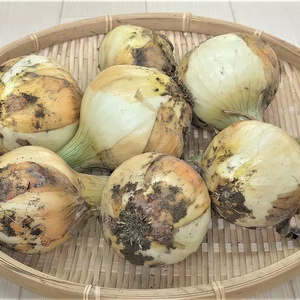 甘～い！　糖度８度以上の甘くて辛味少ない新玉ねぎ❕　シェフのお薦めレシピ有ります