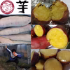 さつまいも大好きすぎて、さつまいも農家になりました　紅はるか　サツマイモ　薩摩芋