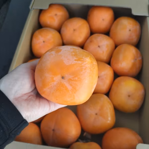 渋柿　種なし 品種【平種】 15～25個