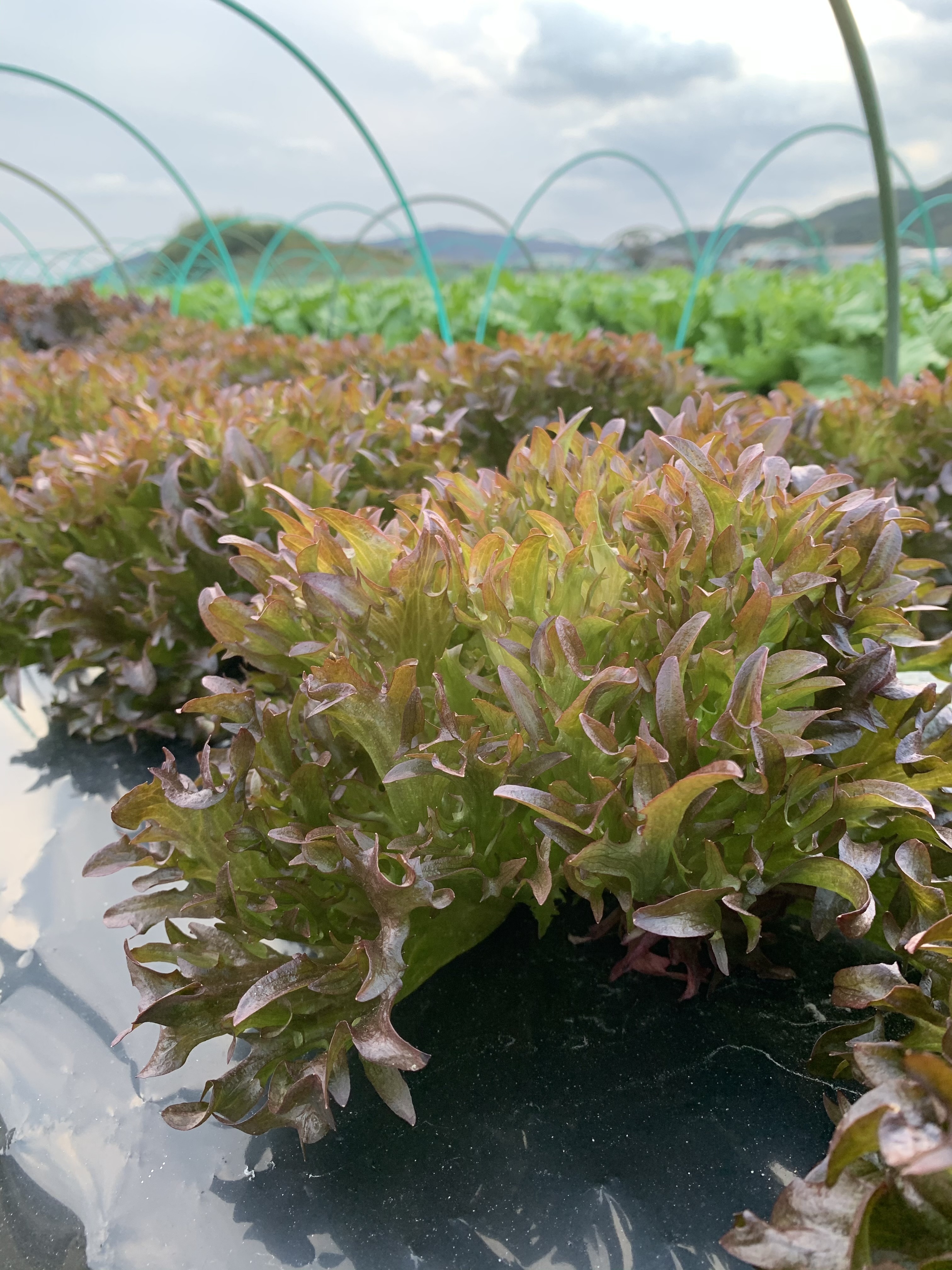 淡路島からの野菜5種❣️お任せセット(^-^)v❣️ 120サイズ5種お任せセット