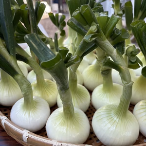 無農薬⭐︎無化学肥料⭐︎無除草剤⭐︎新玉ねぎ