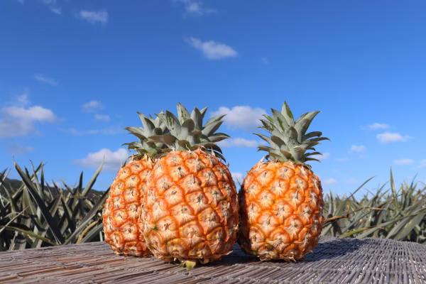 【糖度15度越え！】石垣島産パイナップル　ピーチパイン　3玉2kg〜