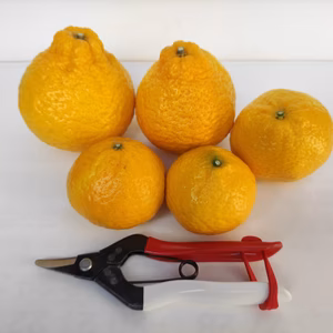 【希少品種】媛小春　　　　　　　　　　いわぎ島便り♪