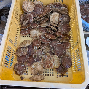 〈発送日限定〉お買い得！BBQにもオススメ青森県むつ湾ホタテ 訳あり3年貝