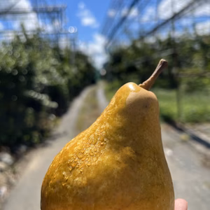 今が旬❗️ジューシーな洋梨　オーロラ　3個〜4個入り