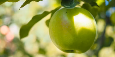 【今週の新着商品】爽やかな酸味「青りんご」、オリジナル「みつばちみかん」、ふわっと伸びる「丸餅」etc.