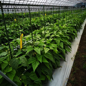 いんげん（ベストクロップ　キセラ）