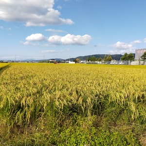(京都産）自然米５キロ　品種（農林22号）