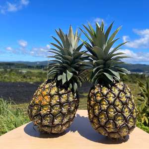 【3名様限定＆送料無料クール便】ゴールドバレル1.3～1.5㎏６玉入 7月発送