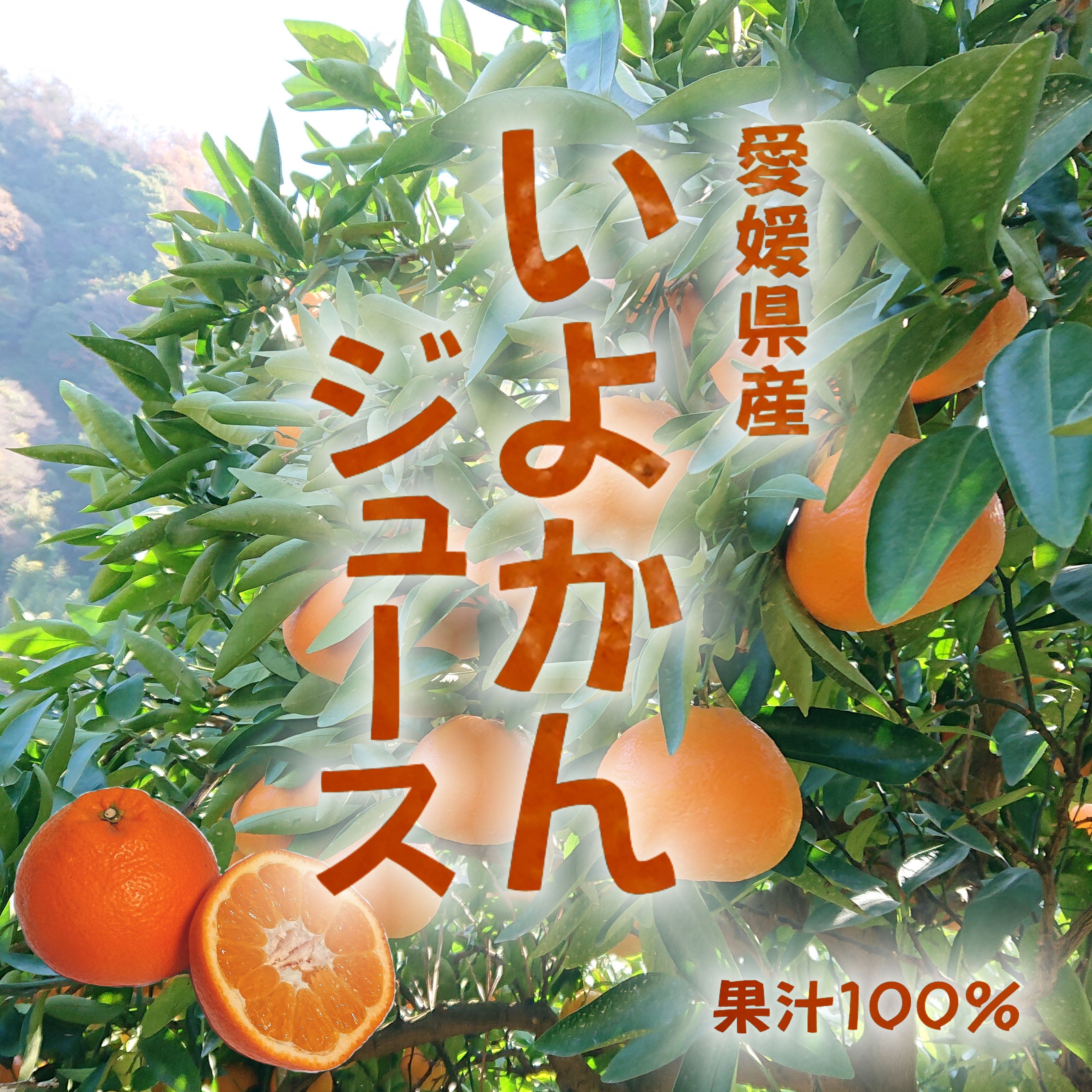ふるさと納税 愛南町 吉田農園の愛媛みかん 約5kg - みかん、柑橘類