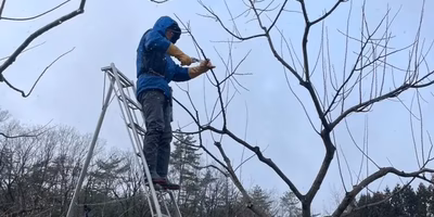 【3.11から、能登とつながる】ポケマルユーザーからの応援を胸に「今年の秋も能登栗を皆さんに届ける」—石川県穴水町・東井栗園さん