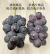 【毎日10名様限定】【訳あり品】ぶどうの王様　朝採れ種無し巨峰　４房